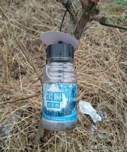 蓝莓常见虫害,蓝莓虫害及防治措施怎么写