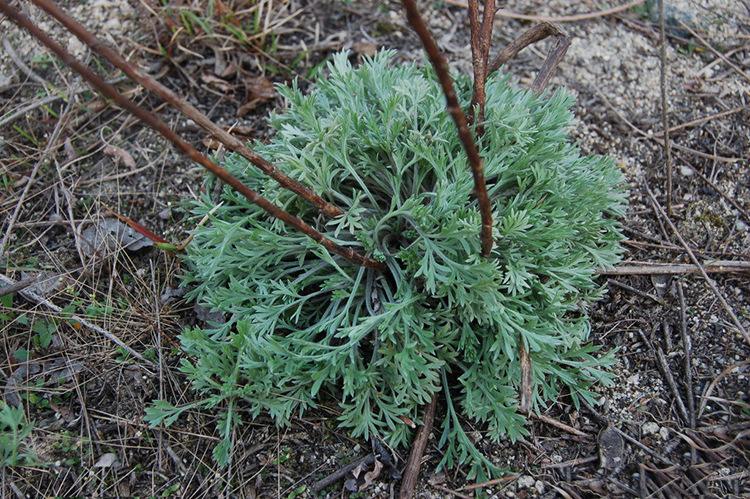 野生艾叶窝窝头,艾草窝窝头家常做法