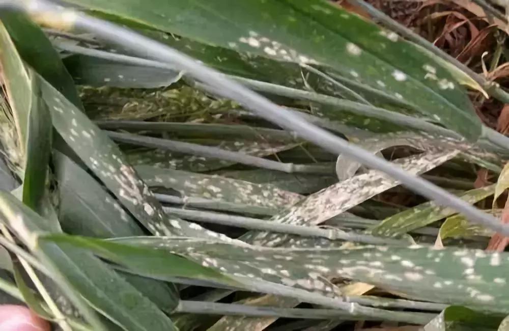 小麦叶片发白是什么病用什么药,小麦叶片有白斑怎么治