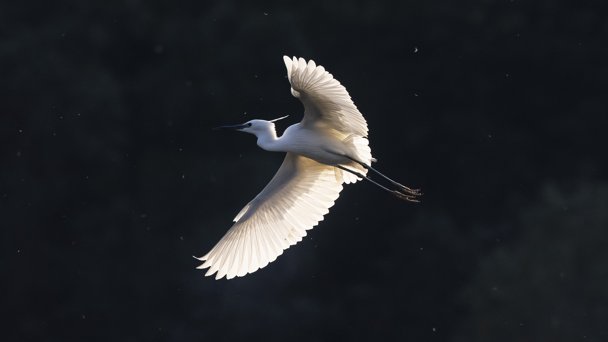 r5佳能24-70f2.8套机,佳能r5无反之战评测