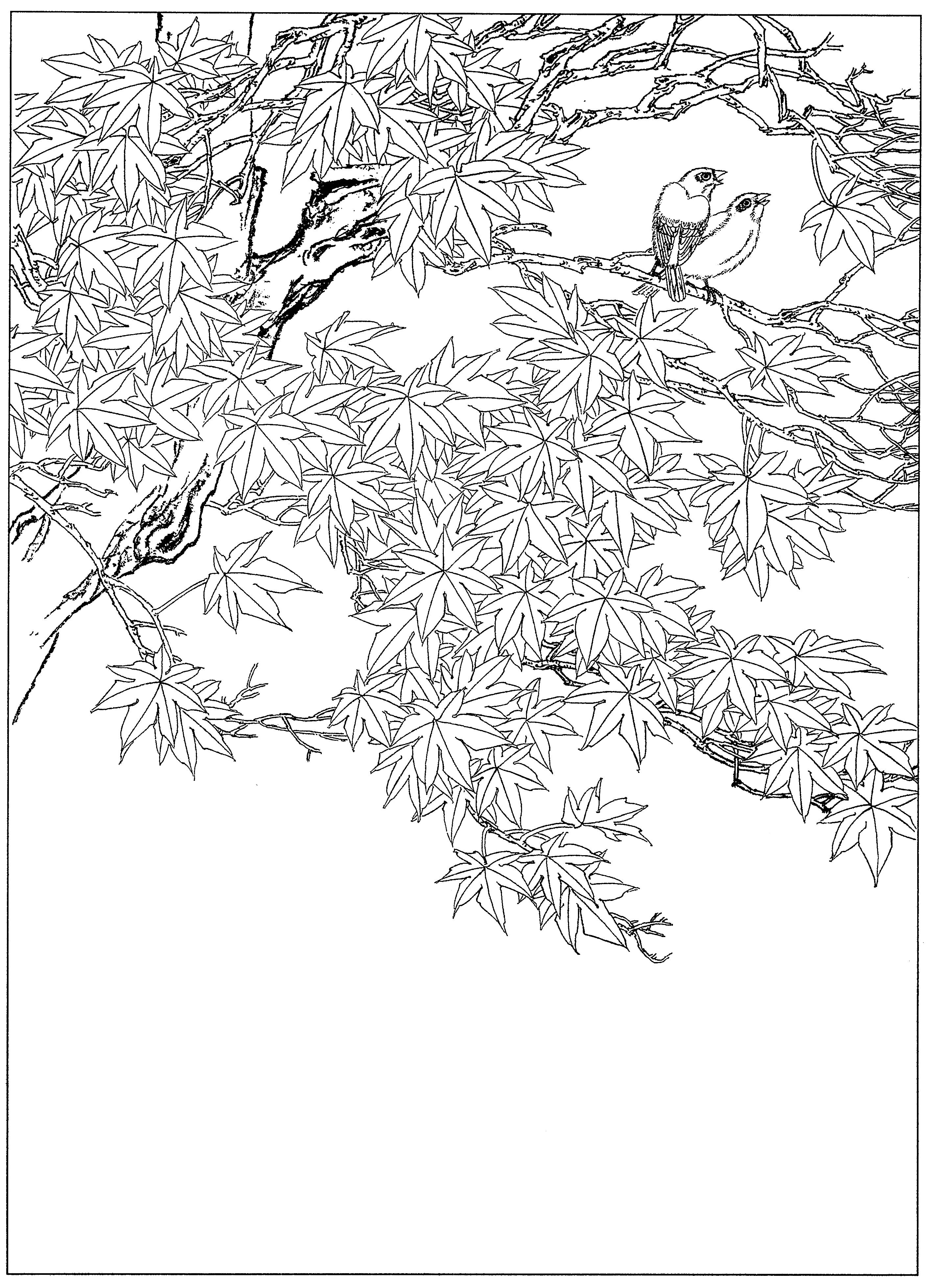 花鸟工笔四条屏白描高清大图,牡丹六尺横幅白描工笔花鸟底稿