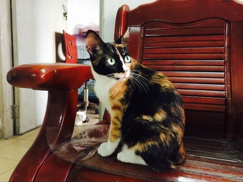 世界名猫品种大全及图片,玳瑁滚地锦能生出什么猫