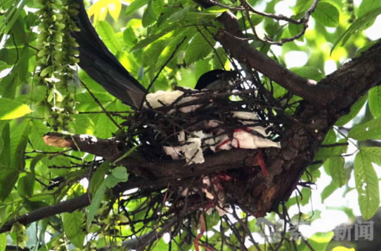 灰喜鹊为什么这么聪明,灰喜鹊为什么那么聪明