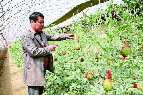 包头西瓜棚,包头大棚西瓜