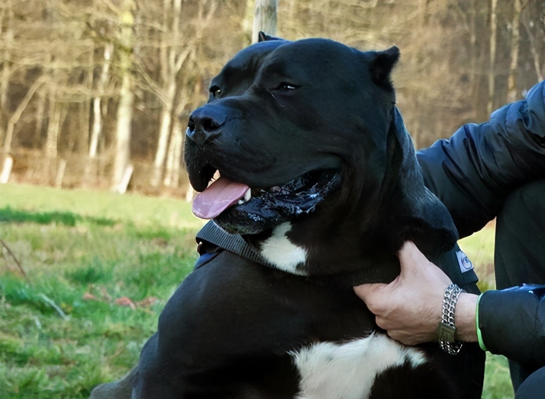 卡斯罗为什么几乎没人养,卡斯罗为啥看着那么傻