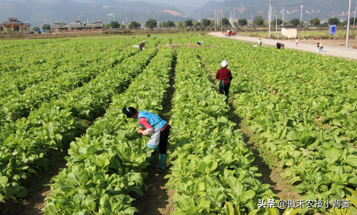 菜上的小青虫怎么治,菜青虫主要危害什么蔬菜
