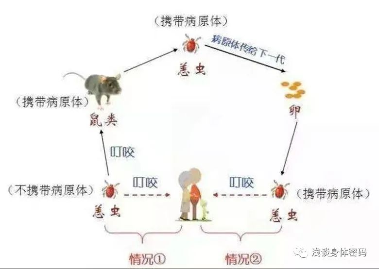 草丛杀手是什么,草丛里的蜱虫是什么