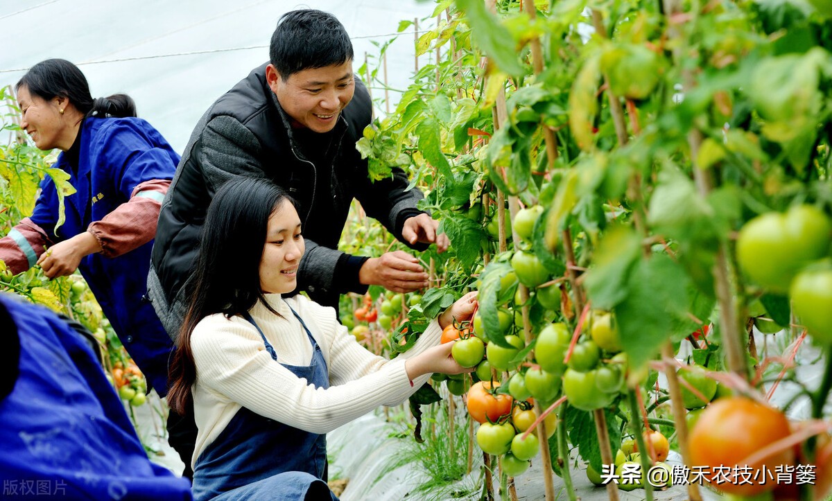 鱼蛋白肥料怎么辨别真假,进口鱼蛋白肥料为什么便宜