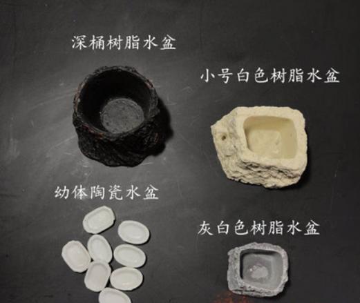 捕鸟蛛饲养条件,捕鸟蛛饲养事项