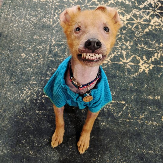 狗狗像白眼狼,什么狗狗很温顺但看起来很像狼