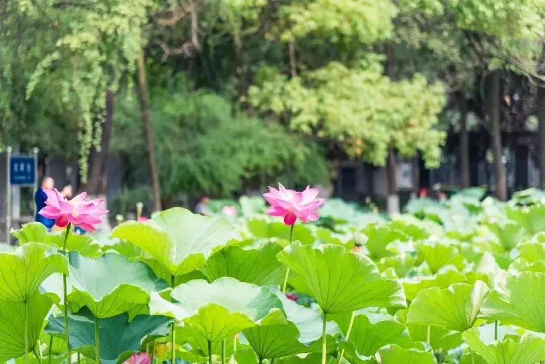 成都十大民国老建筑 (成都优秀历史建筑)