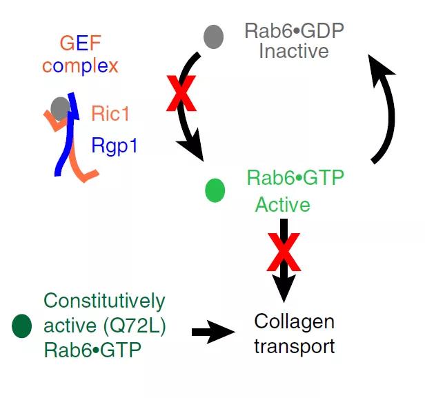 全球首创脑机接口软体机器人,脑科学日报官网
