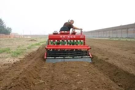 小麦发黄死苗用什么药治疗,小麦发黄有死苗什么原因怎样治