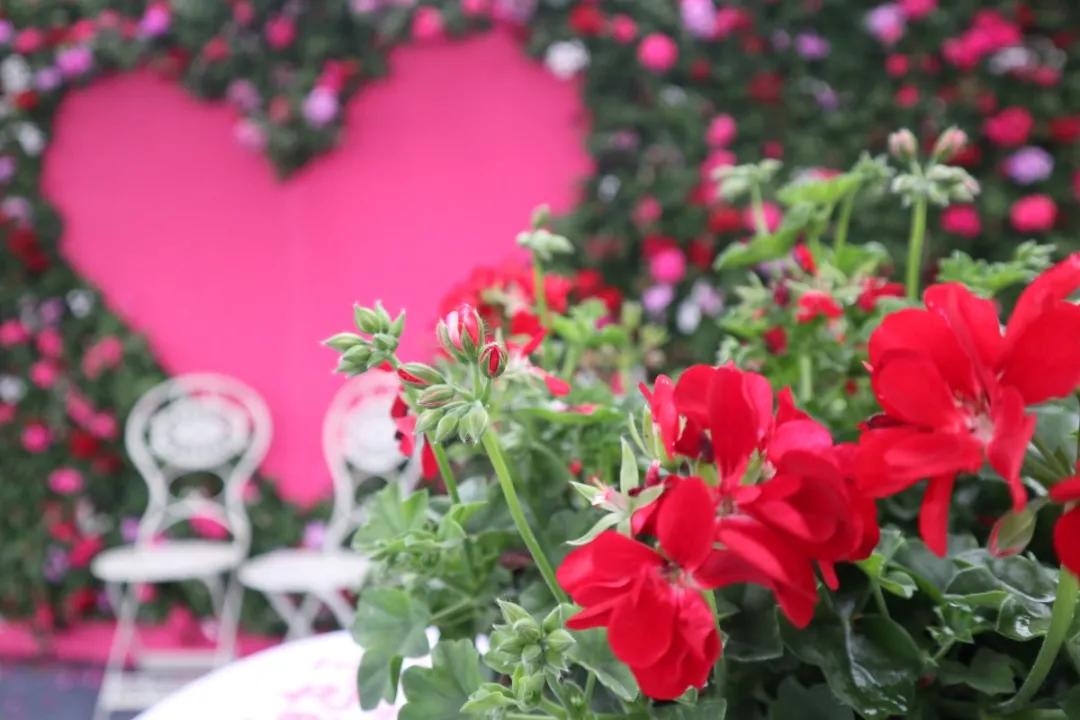 花展的意义,花展布展情况介绍