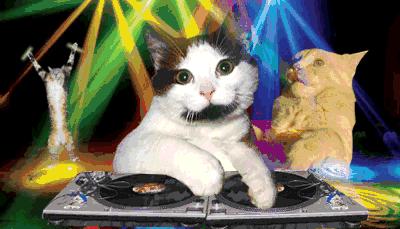 盘点养猫迷惑行为,养猫指南中的迷惑行为