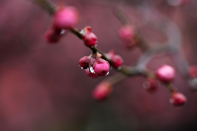 又是清明雨上折菊寄故人,清明雨上折菊寄相思