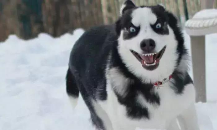 如果要找工作，你家傻狗除了卖萌还能干什么？