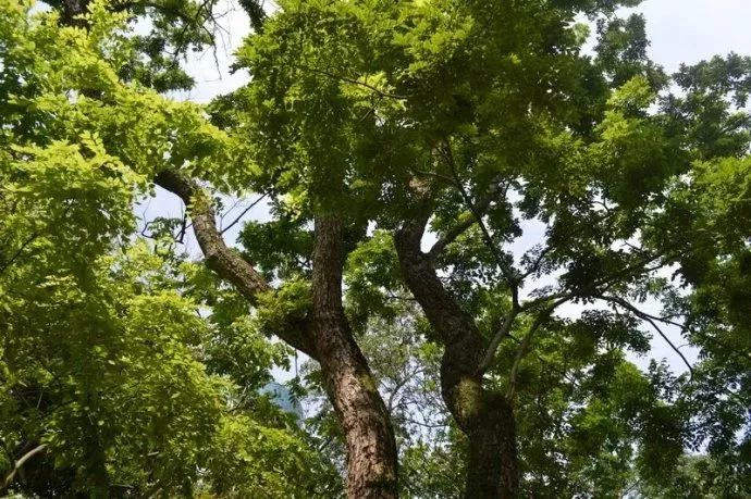 文玩界的秘密介绍,文玩秘密100个