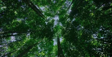 室内装饰绿色环保设计案例,装修绿色环保设计