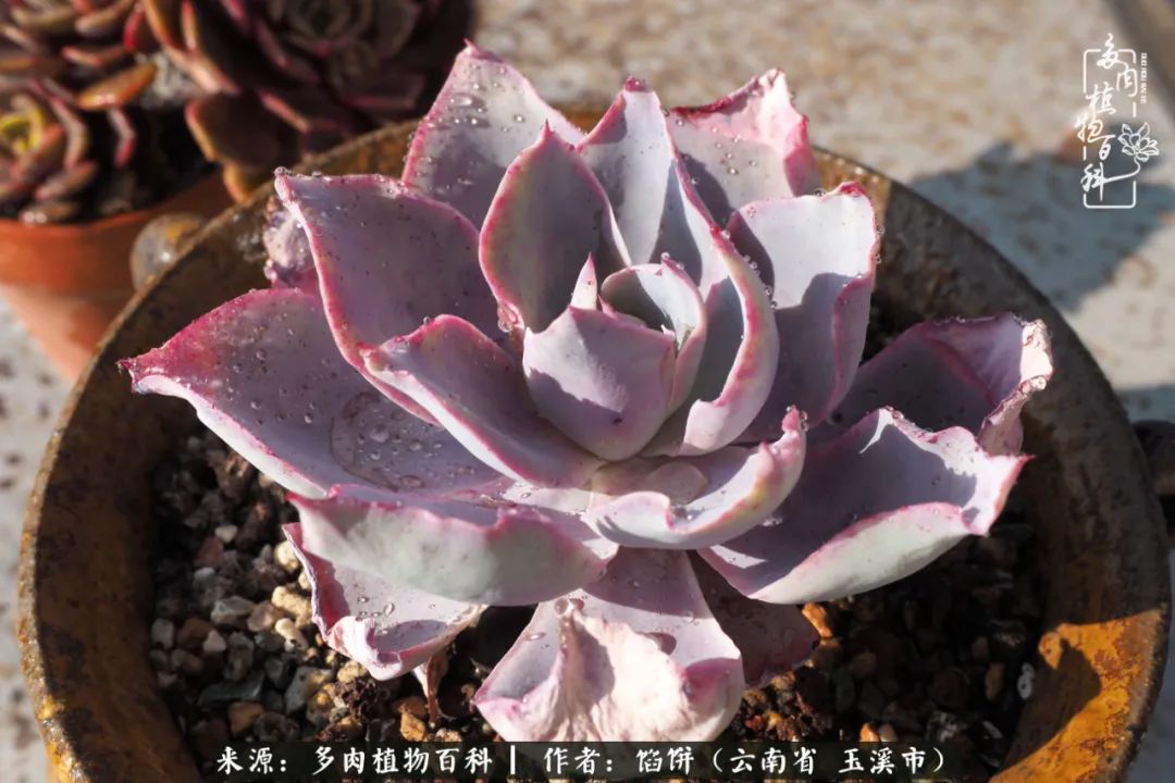 多肉对比图片,多肉对比高清图