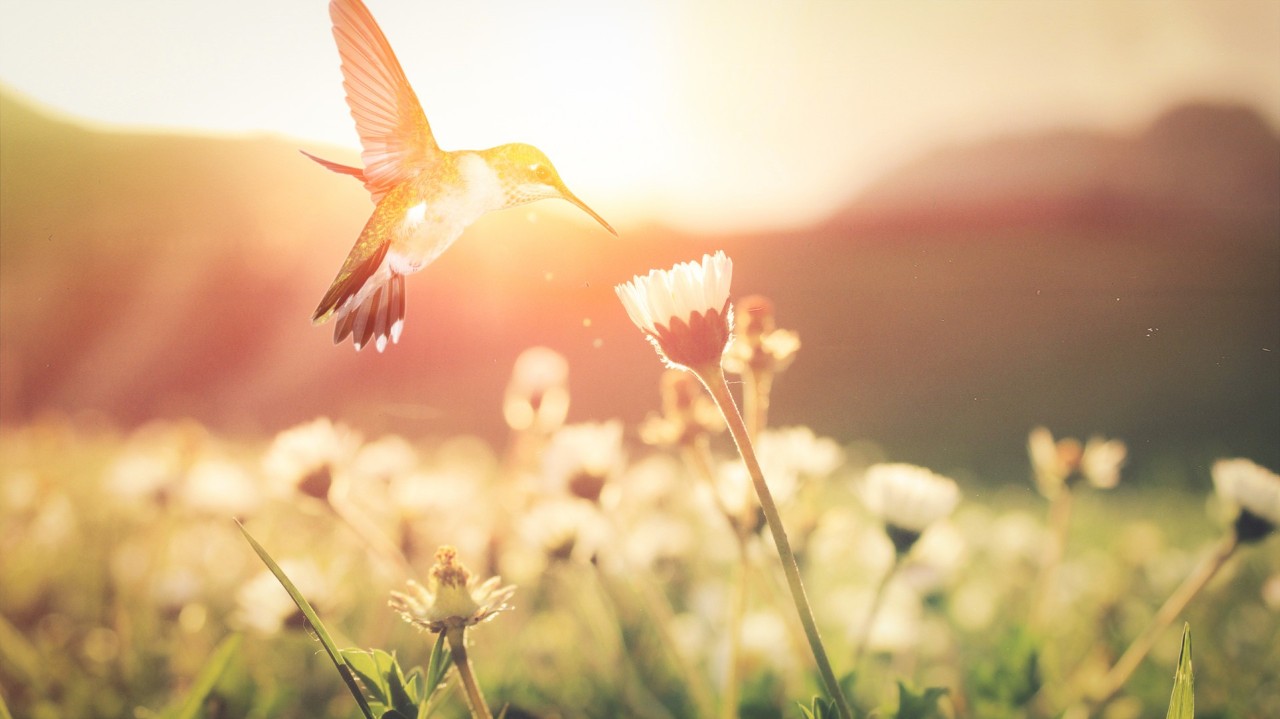 高考高频文言文通假字,2019高考语文必备120个文言文