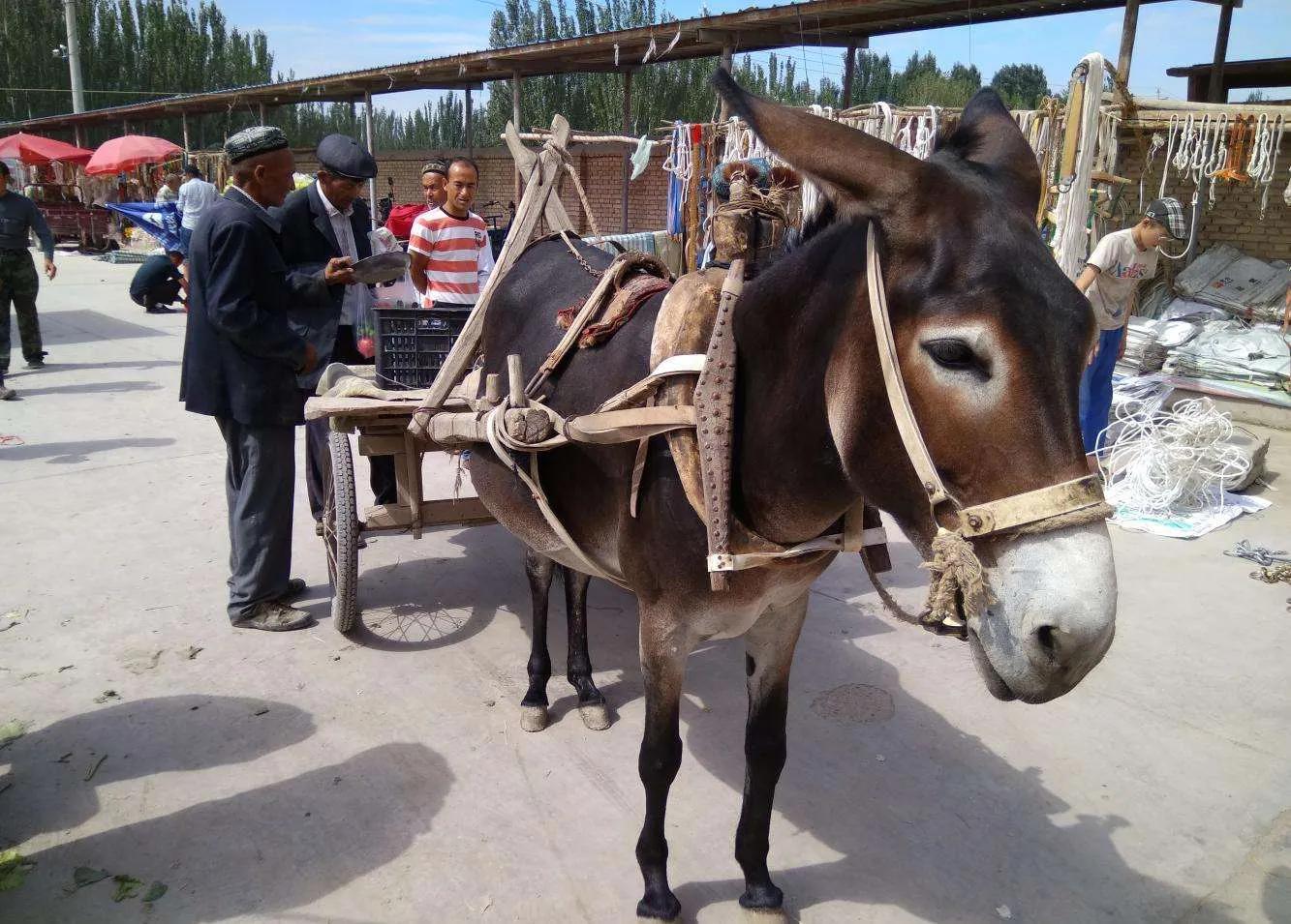 深州顺口溜,有关姓氏的歇后语100个