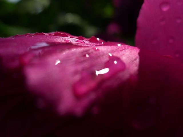 洛阳牡丹花摄影,中国牡丹花开摄影
