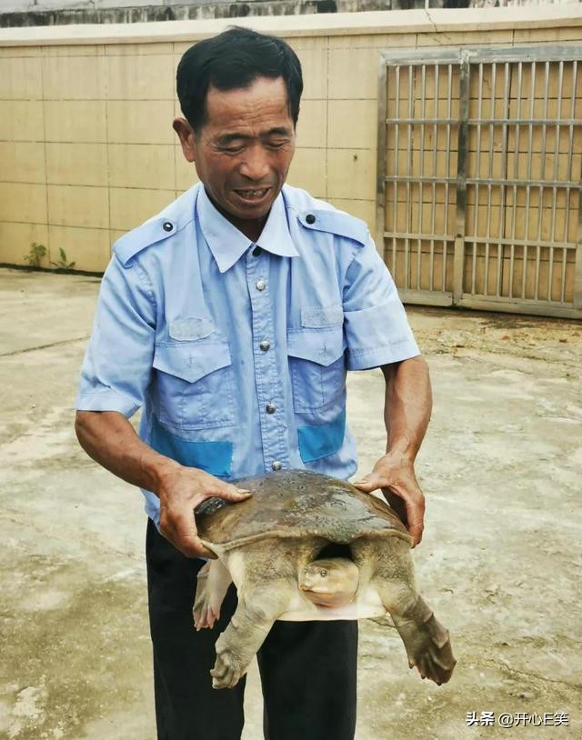 野外捡到一只野生龟,市民捡到一只野生龟