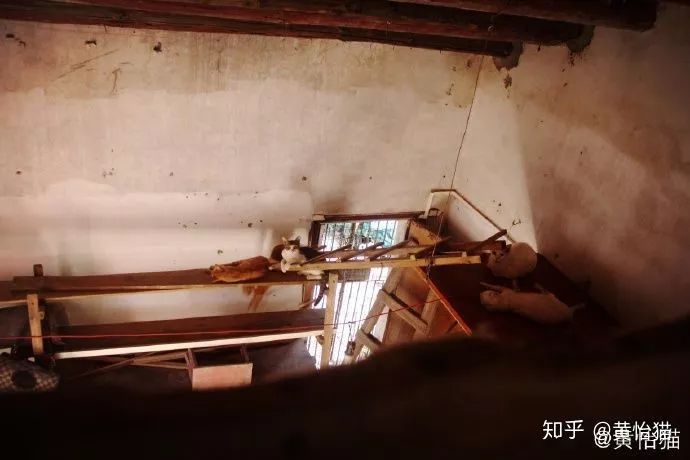 淘宝一斤猫粮多少钱,淘宝猫粮什么牌子好又便宜