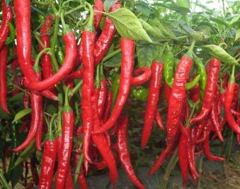日光温室辣椒怎么做,10秒教会你如何种出高产的好辣椒