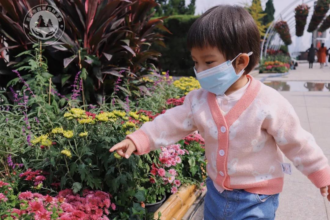 金秋时节菊展赏菊,趁着周末逛菊展