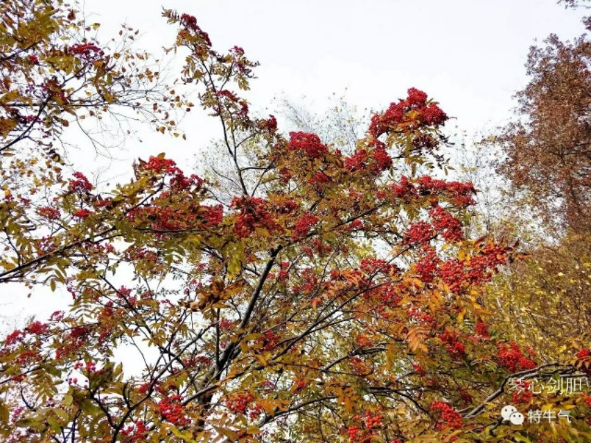 琴心劍胆诗词‖秋韵之橡树——赤峰宁城黑里河道须沟之一