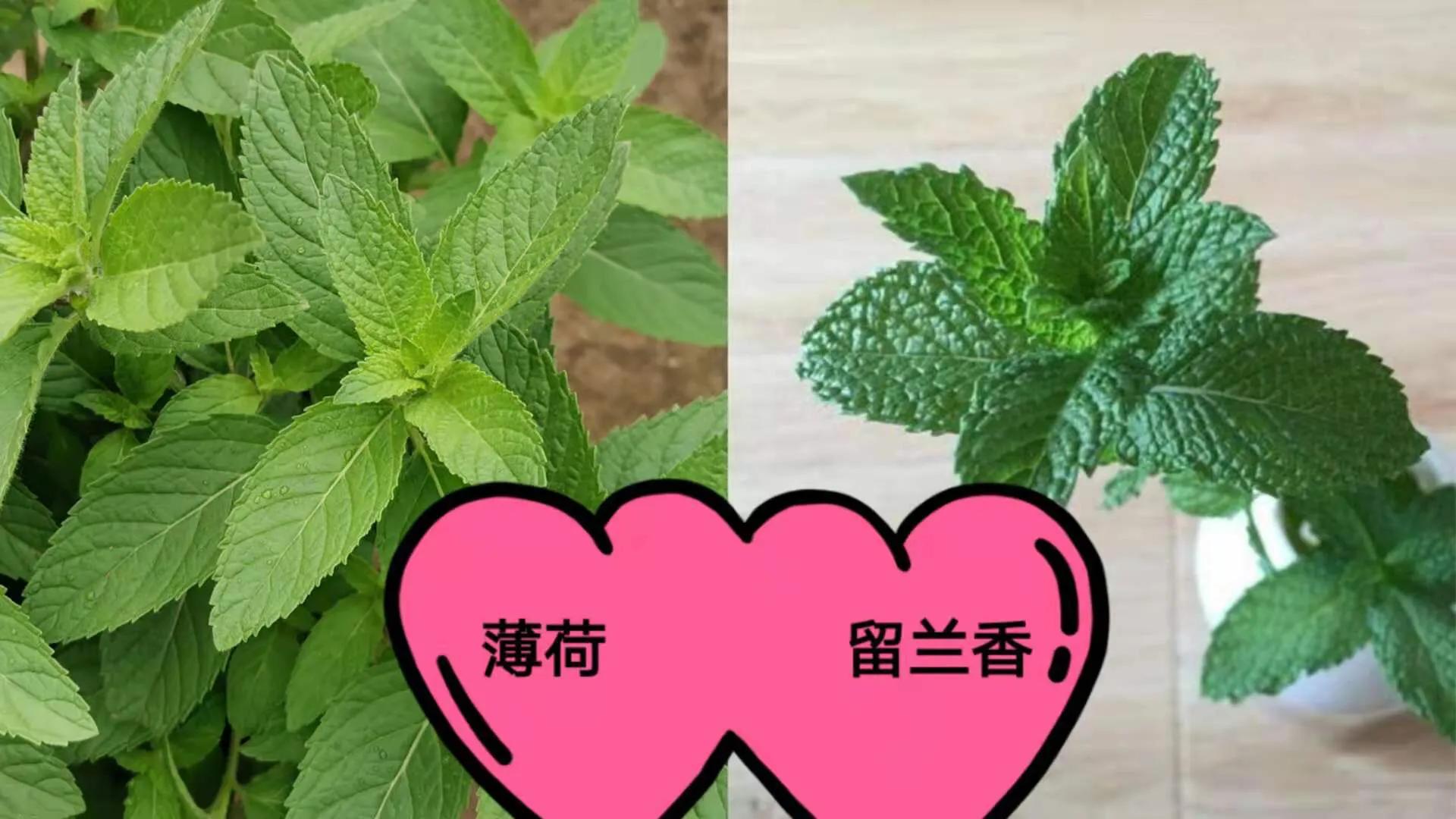 室内养薄荷绿植的好处,适合在家养的薄荷植物