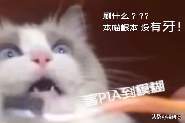 猫咪口臭的解决方法及原因,猫咪口臭缺乏什么