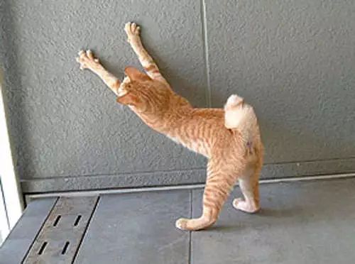 有什么办法可以让猫咪不要抓沙发,猫咪老是抓沙发怎么修复