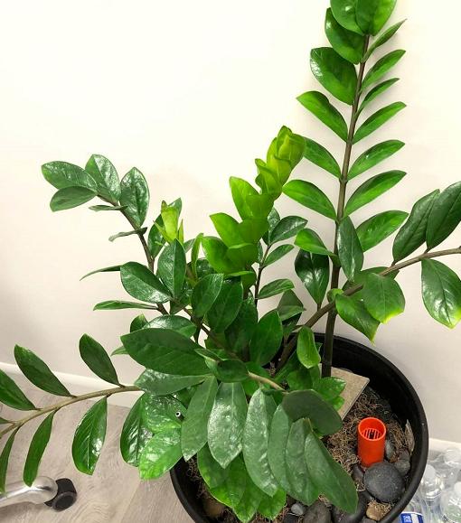 冬天金钱树叶子烧焦似的怎么回事,金钱树发芽不长叶子怎么办