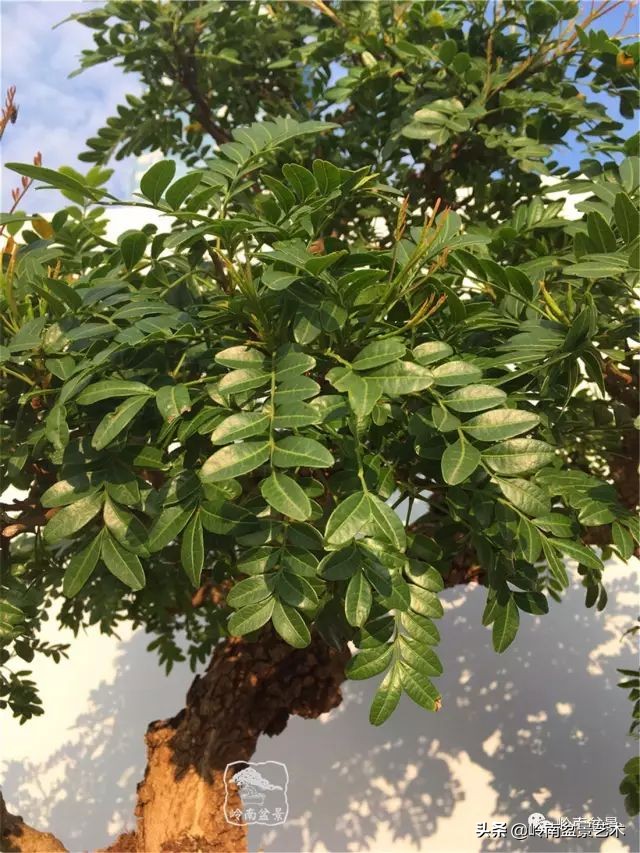 文人杂木盆景精品欣赏,可以做盆景的杂木图片大全