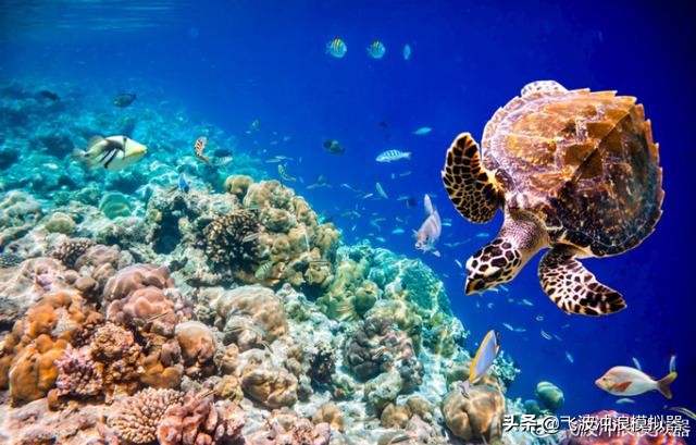 飞波与美娜多合作的项目预计在今年运营