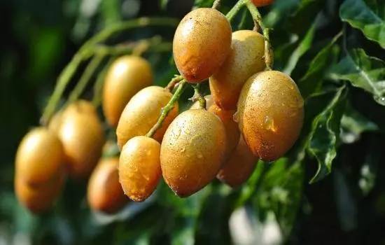 黄皮果用什么药治病虫害,黄皮果种植怎么才能获得高产