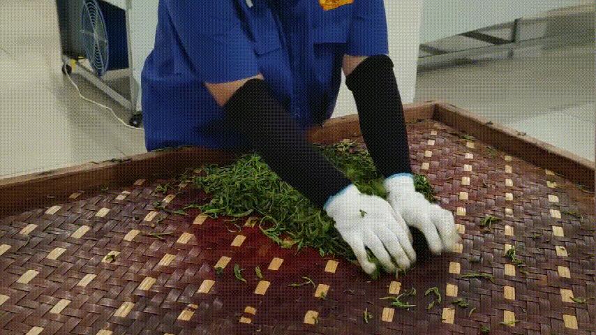 盼了一年的好茶,勐库戎氏古树茶2010秋茶