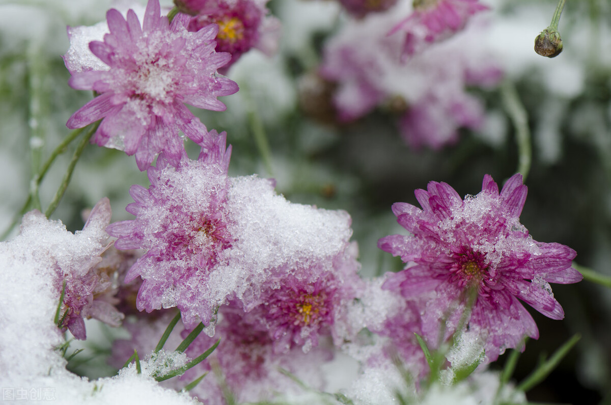 养什么植物晒不死又不怕冻,北方冬天适合养的花草耐寒耐冻
