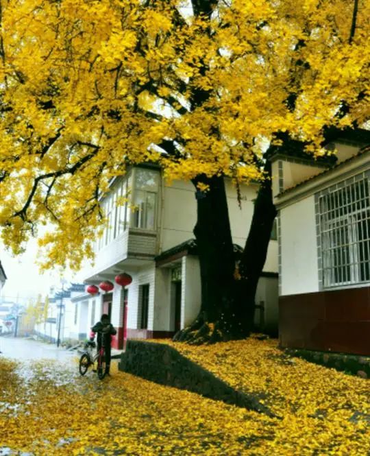 国庆肥西十大网红打卡地,合肥春游打卡攻略