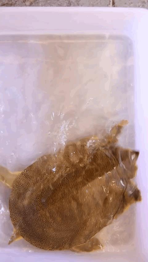 靠着这道菜这家店火了二十年,这家店仅凭一道菜火爆多年