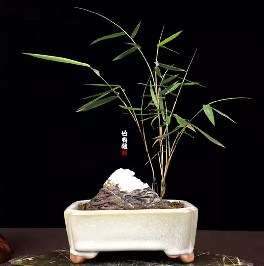 《竹子浇水宝典》竹子浇水是门大学问!