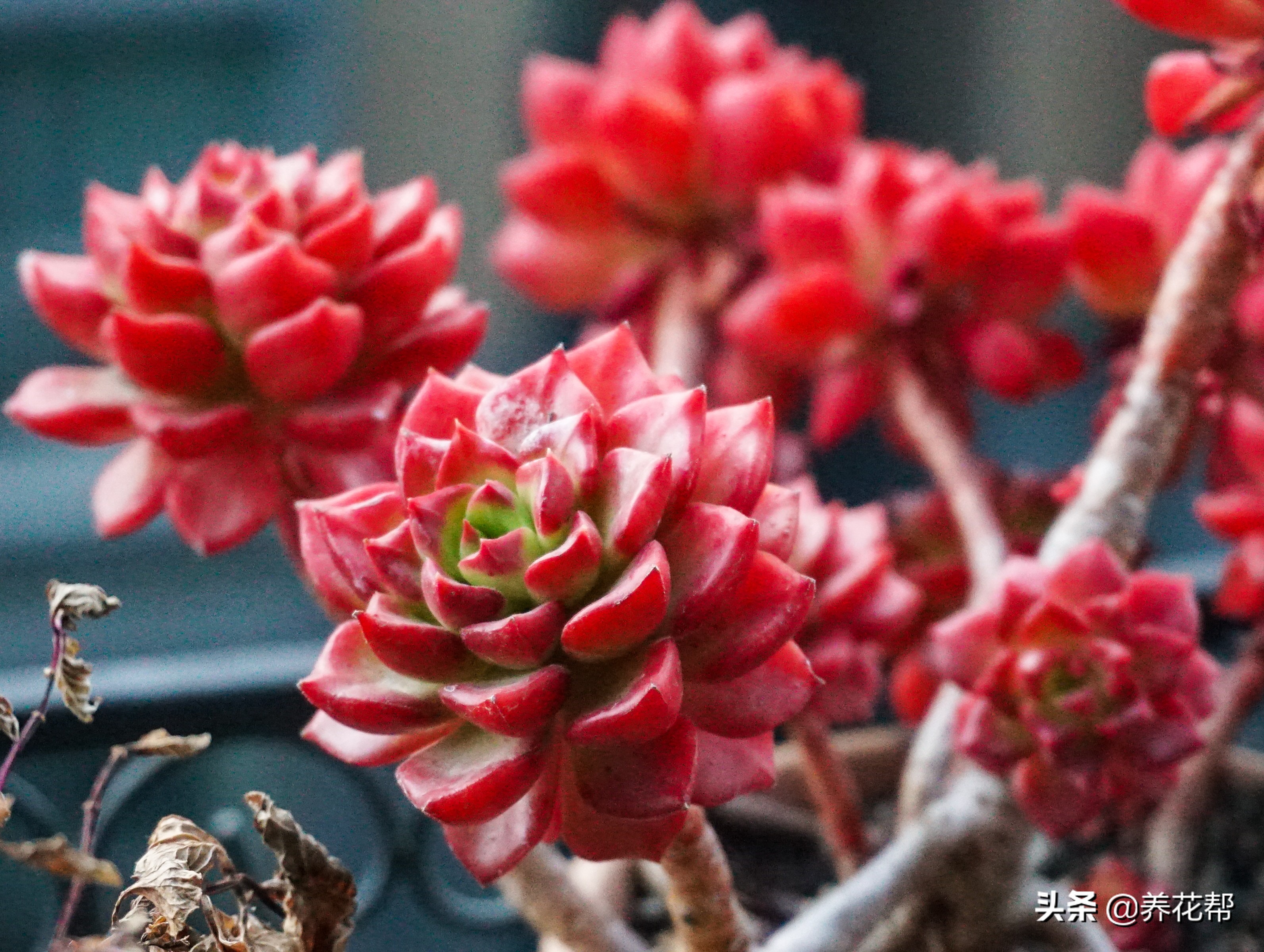 想要养一盆好花真的是太难了,想要养多肉植物的方法