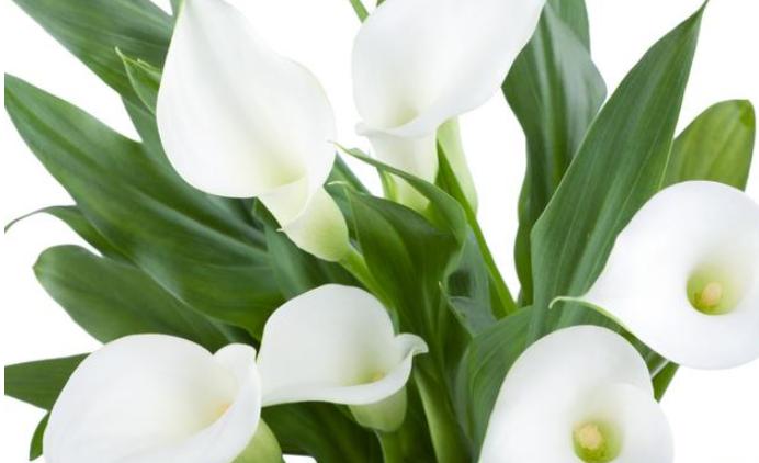 马蹄莲怎么养护什么时候开花呢,马蹄莲的养护方法快速开花