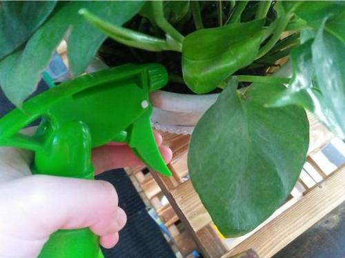 啤酒可以当养花营养液,啤酒对养花有什么好处