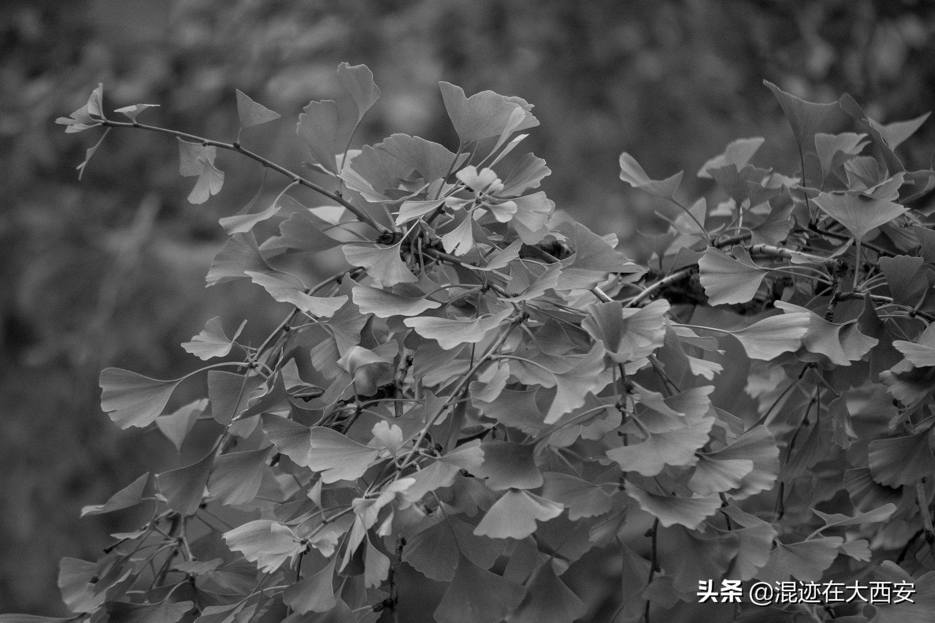 西安中贸广场夜景图,西安中贸广场攻略