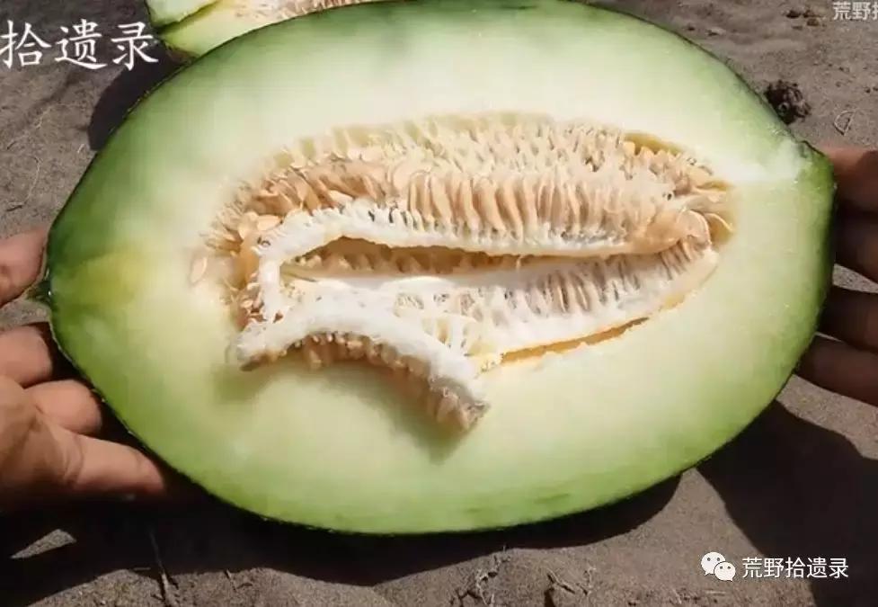 四川适合种植哈密瓜甜瓜品种,甜瓜种植技术新疆哈密瓜