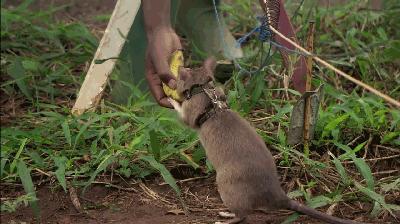 体型最大的鼠类排名,世界上最大的鼠类有多大